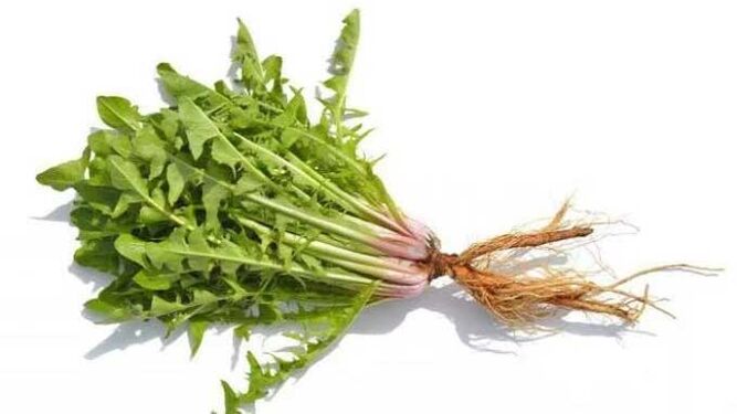 Regratova korenina v NEOfloraxu