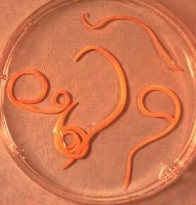 Zajedavci moškega ascarida