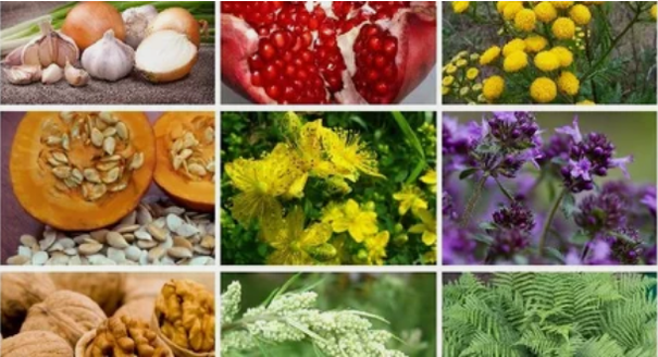 Zdravljenje parazitov v človeškem telesu z ljudskimi zdravili