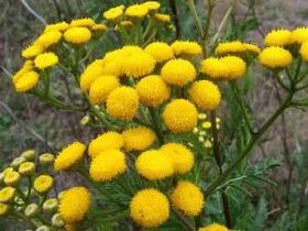 tansy