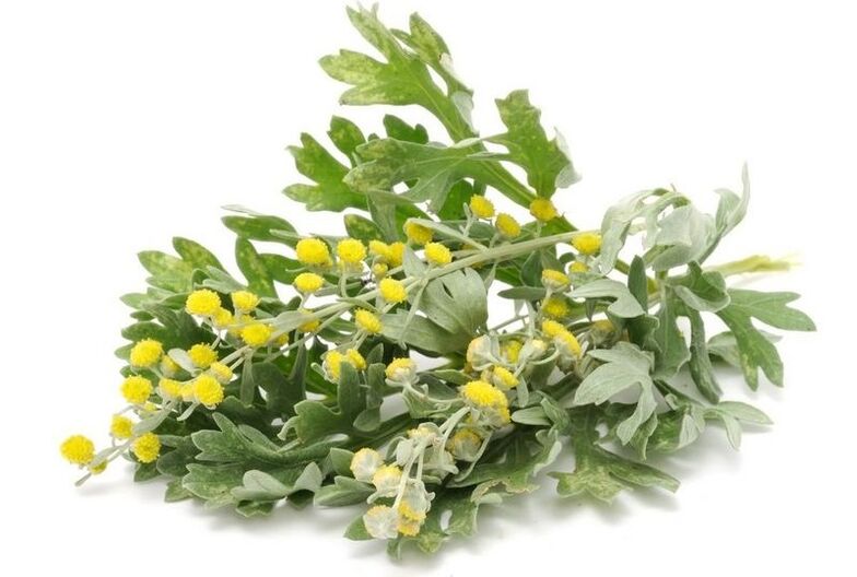 tansy za parazite